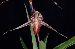 Paphiopedilum rothschildianum Orchids de Oro Khaleesi MOD HCC/AOS 75 pts.